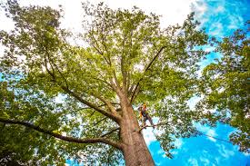 Best Tree Removal  in Highgrove, CA