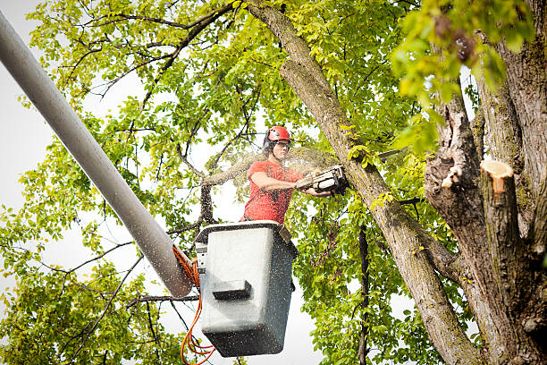 How Our Tree Care Process Works  in  Highgrove, CA